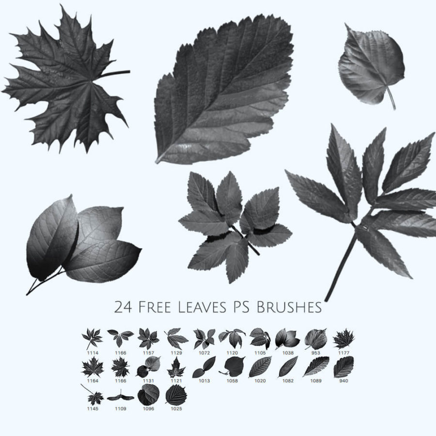 Кисти с листьями различных деревьев