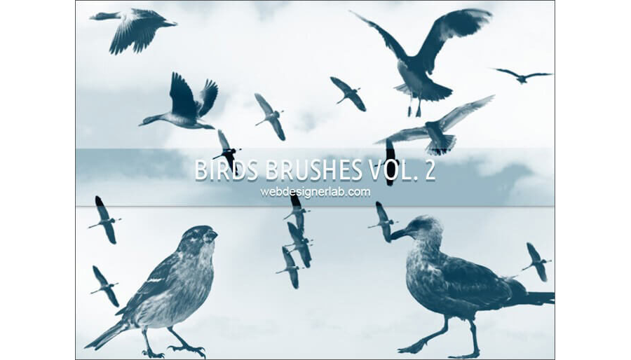 Кисти с различными птицами