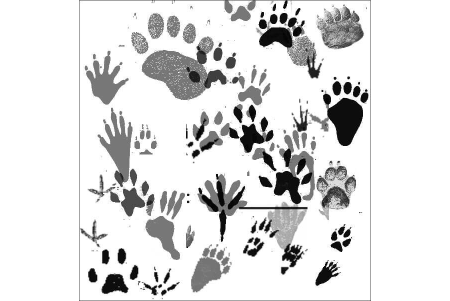 Кисти для рисования следов животных