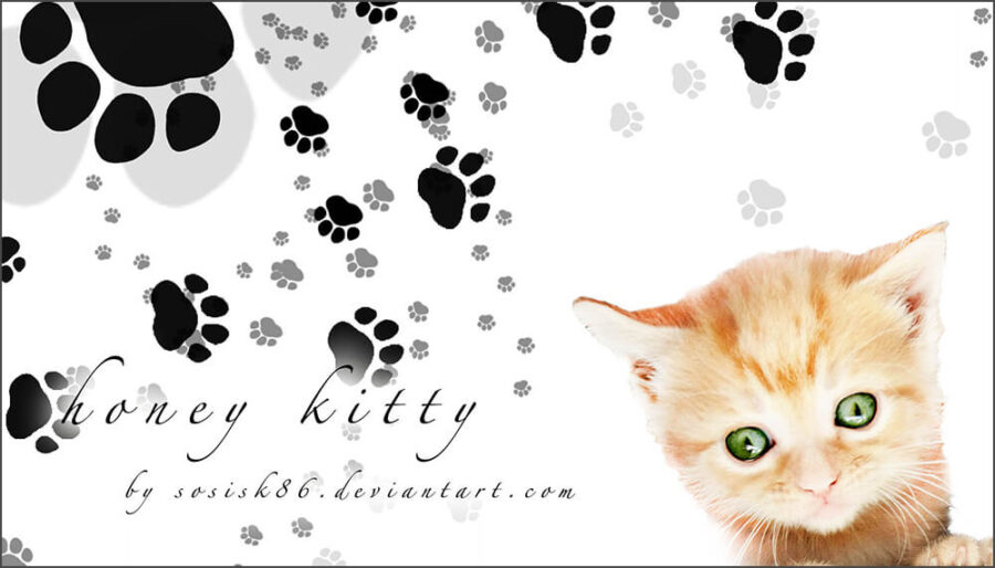 Кисти со следами от кошачьих лапок